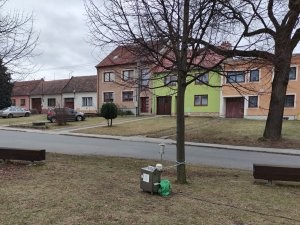 Hruba vrba