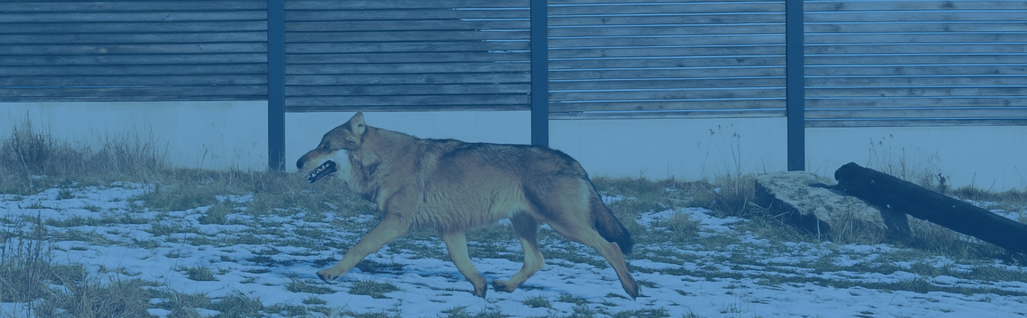Průchodnost dopravní infrastruktury pro faunu