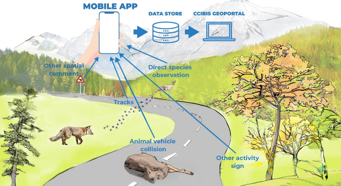 Savegreen project app will help to better understand long-distance animal migration. You can contribute to it too.